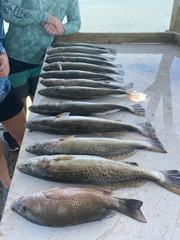 Mangrove Snapper, Speckled Trout Fishing in Ingleside, Texas