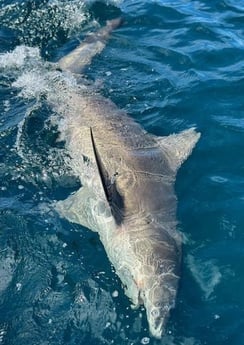 Blacktip Shark Fishing in Charleston, South Carolina