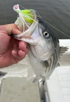 Largemouth Bass Fishing in Fairfield, North Carolina