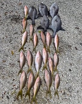Triggerfish, Yellowtail Snapper Fishing in Key Largo, Florida
