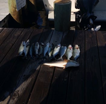 Bluefish, Redfish Fishing in Hatteras, North Carolina