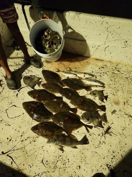 Black Drum, Flounder, Mullet Snapper, Spadefish Fishing in Pensacola, Florida