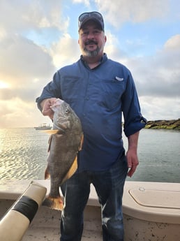 Black Drum fishing in Tiki Island, Texas