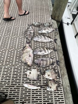 Sheepshead, Spadefish, Speckled Trout Fishing in Gulf Shores, Alabama