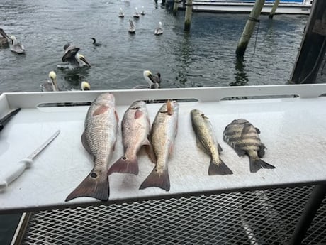 Black Drum, Redfish, Speckled Trout Fishing in Crystal River, Florida
