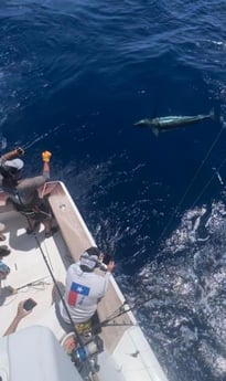 Black Marlin Fishing in Galveston, Texas