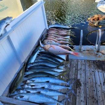 King Mackerel / Kingfish, Mutton Snapper, Yellowtail Amberjack Fishing in Key Largo, Florida
