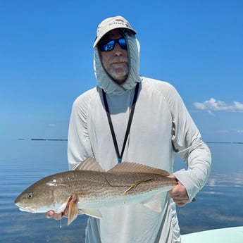 Redfish Fishing in Islamorada, Florida