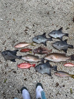 Lionfish, Triggerfish, Vermillion Snapper Fishing in Key Largo, Florida
