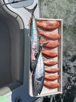 False Albacore, Kingfish, Red Snapper Fishing in Fort Lauderdale, Florida