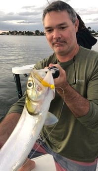 Ladyfish Fishing in Ocean City, Maryland