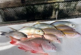 Amberjack, Mutton Snapper, Yellowtail Snapper Fishing in Key West, Florida
