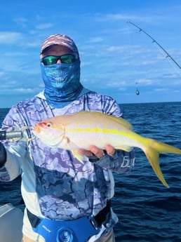Yellowtail Snapper Fishing in Tavernier, Florida