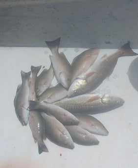 Mangrove Snapper, Redfish Fishing in Holmes Beach, Florida
