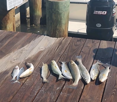 Bluefish, Speckled Trout / Spotted Seatrout Fishing in Hatteras, North Carolina