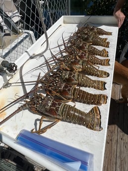 Lobster Fishing in Tavernier, Florida
