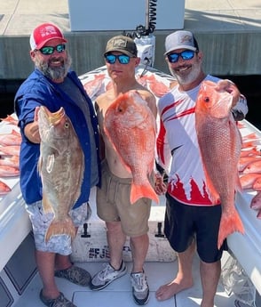 Red Snapper, Scamp Grouper Fishing in Clearwater, Florida