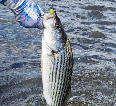 Striped Bass Fishing in Mount Pleasant, South Carolina