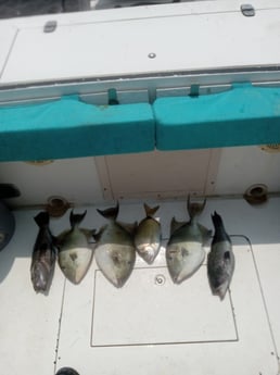 Black Seabass, Bream, Triggerfish Fishing in St. Marys, Georgia