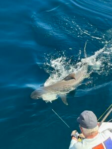 Great White Shark Fishing in Fort Lauderdale, Florida