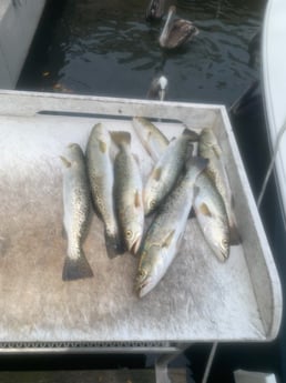 Speckled Trout Fishing in Bradenton, Florida