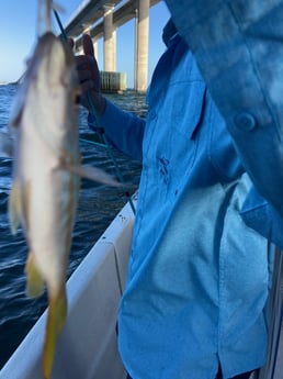 Yellowtail Snapper Fishing in St. Petersburg, Florida