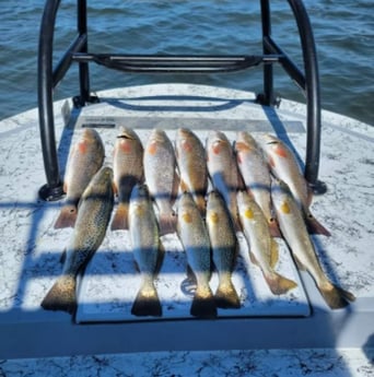 Redfish, Speckled Trout Fishing in South Padre Island, Texas