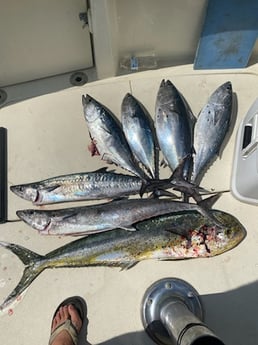 False Albacore, Kingfish, Mahi Mahi Fishing in Pensacola, Florida