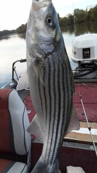 Striped Bass Fishing in Holmes Beach, Florida