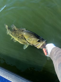 Largemouth Bass Fishing in Alba, Texas