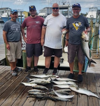 Bluefish, Spanish Mackerel, Speckled Trout / Spotted Seatrout Fishing in Hatteras, North Carolina