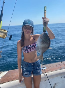 Triggerfish Fishing in Destin, Florida