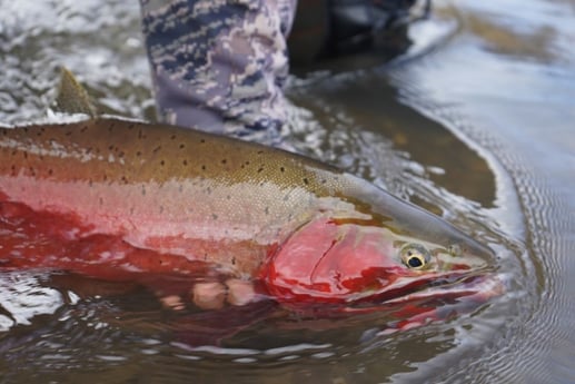 Cutthroat Trout fishing in Deer Lodge, Montana
