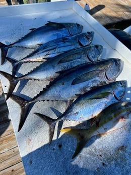 Blackfin Tuna, Yellowtail Snapper Fishing in Key Largo, Florida