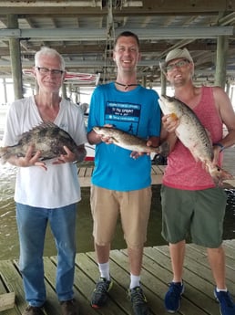 Redfish, Sheepshead, Speckled Trout / Spotted Seatrout fishing in San Leon, Texas