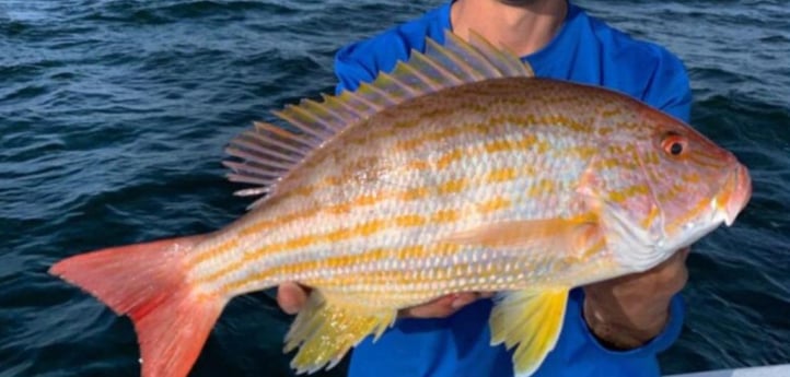 Lane Snapper Fishing in Clearwater, Florida