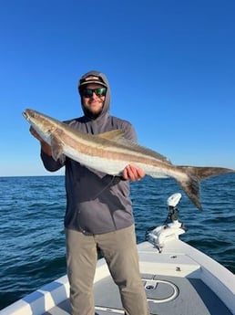 Cobia Fishing in St. Petersburg, Florida