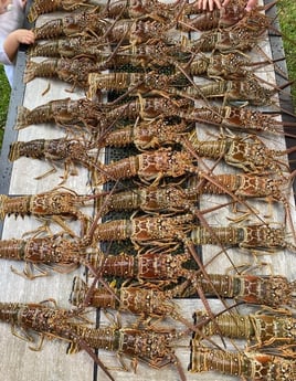 Lobster Fishing in Tampa, Florida