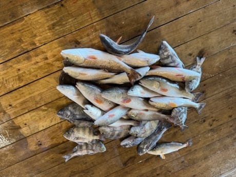 Redfish, Sheepshead, Speckled Trout Fishing in