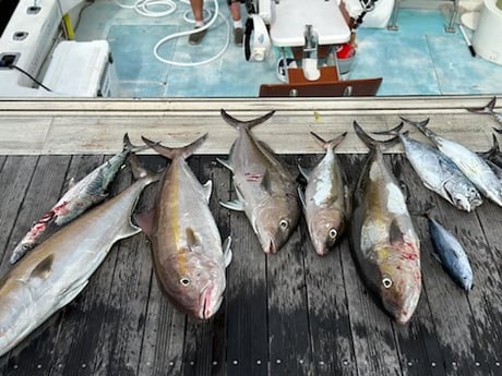 Amberjack, False Albacore, Kingfish Fishing in West Palm Beach, Florida