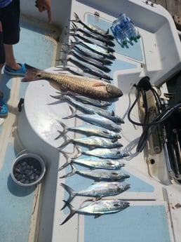 Redfish, Spanish Mackerel Fishing in Trails End, North Carolina