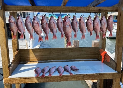 Red Snapper Fishing in South Padre Island, Texas