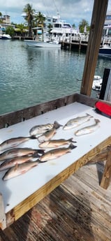 Mangrove Snapper, Sheepshead, Speckled Trout Fishing in Islamorada, Florida