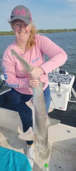 Bonnethead Shark fishing in Port Orange, Florida
