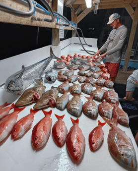 False Albacore, Kingfish, Scup, Triggerfish, Vermillion Snapper Fishing in Orange Beach, Alabama