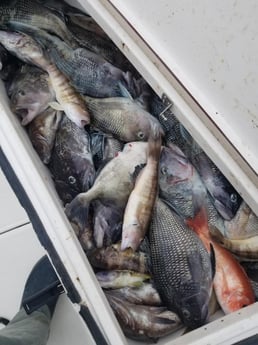 Black Seabass, Scup / Porgy, Triggerfish Fishing in Wrightsville Beach, North Carolina
