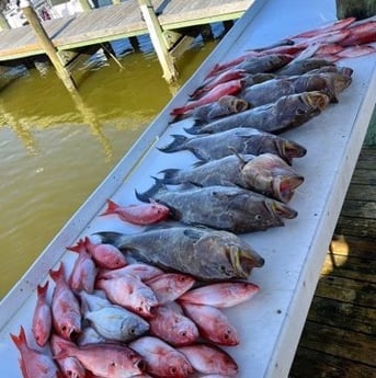 Scamp Grouper, Scup, Vermillion Snapper Fishing in Gulf Shores, Alabama