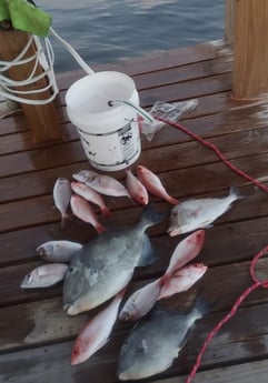 Bream, Red Snapper, Triggerfish fishing in Fort Walton Beach, Florida