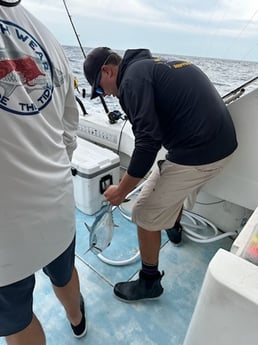 False Albacore Fishing in West Palm Beach, Florida