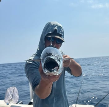 False Albacore Fishing in Miami, Florida